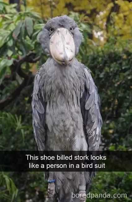 Snap Person Bird Suit