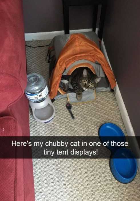 Snap Tiny Cat