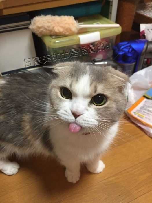 Angry Cats
