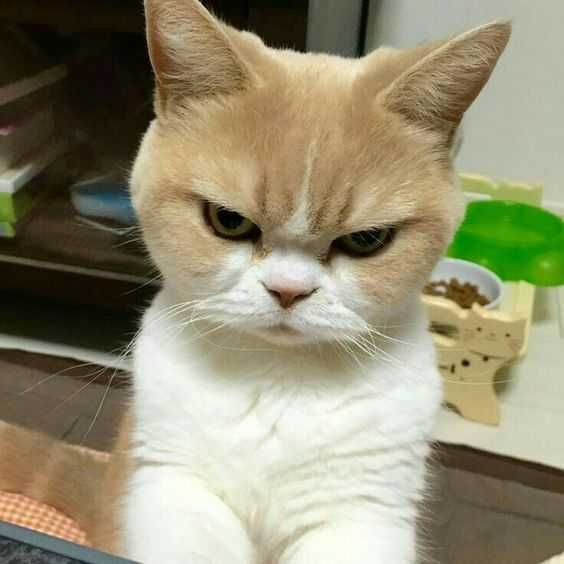 Angry Glare
