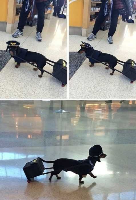 Angry Little Dog