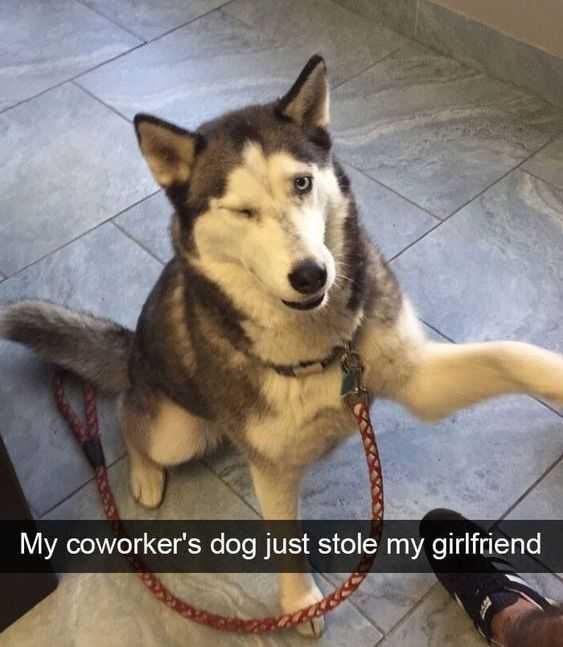 Angry Stole Gf