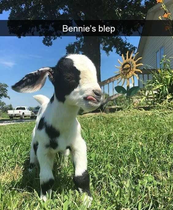 Animal Blep