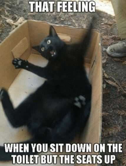 Animal Cat Seat