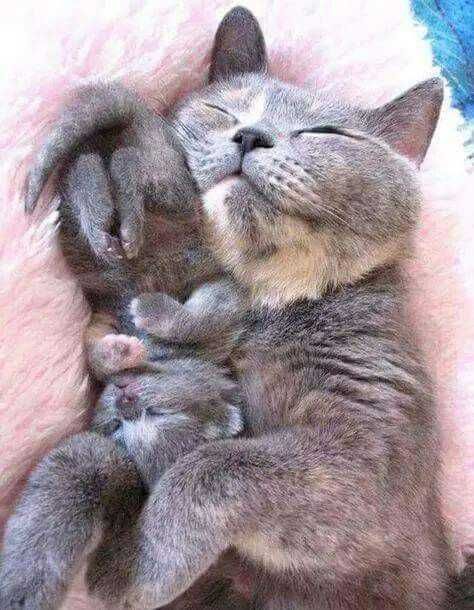 Animal Cat Sleeping