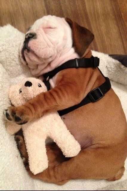 Animal Dog Hug