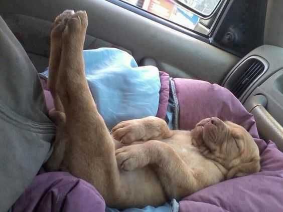 Animal Dog Legs