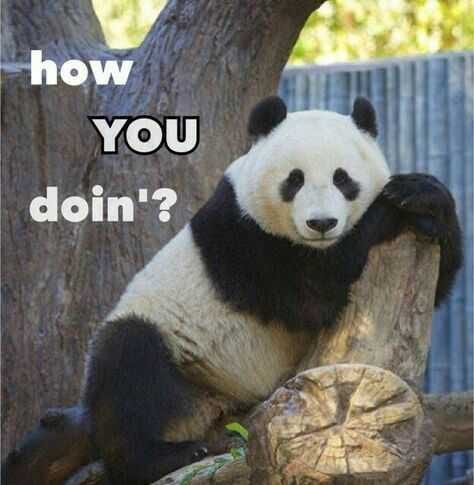 Animal How Doing
