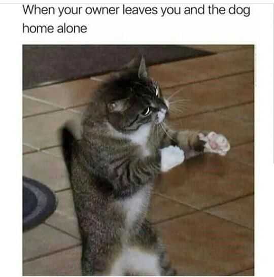 Animal Lazy Dog