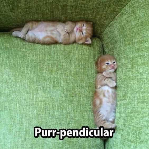 Animal Purr Pendicular