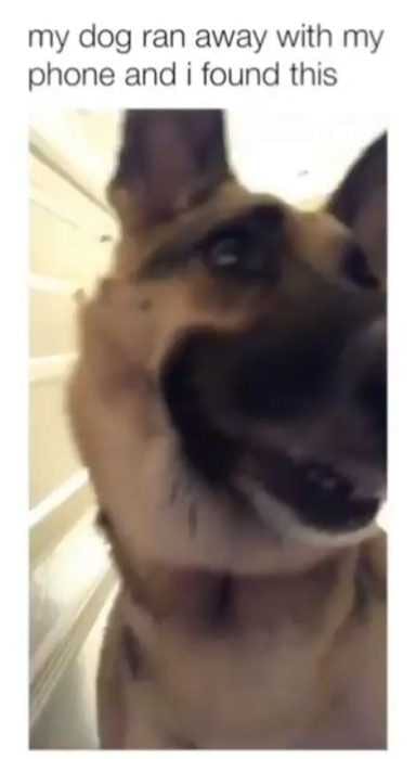 Animal Ran Away