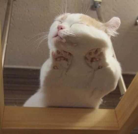 Animal Sleep Orange