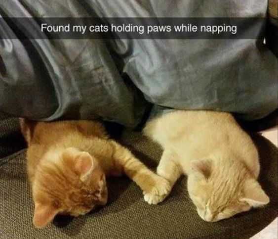 Animal Sleeping Paws