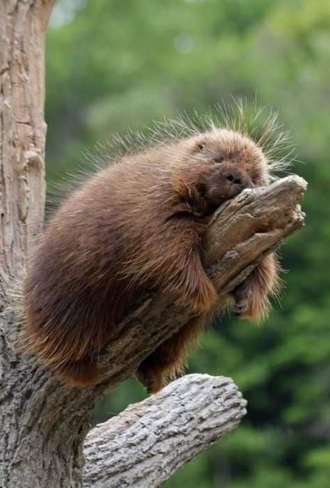 Animal Sloth