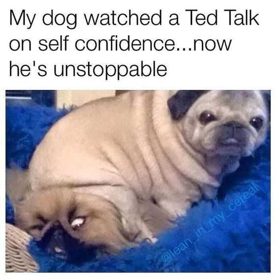 Animal Ted Talk