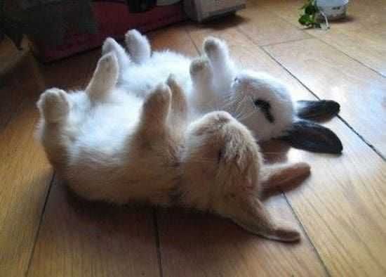 Bunny Sleepy
