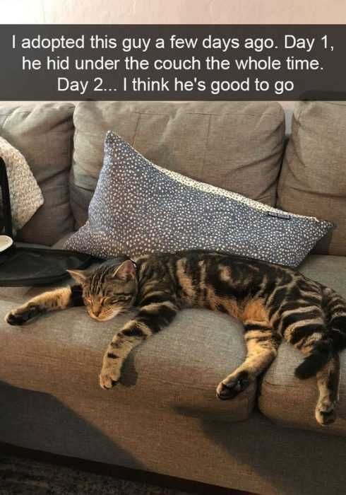 Cat Adopt Snuggle