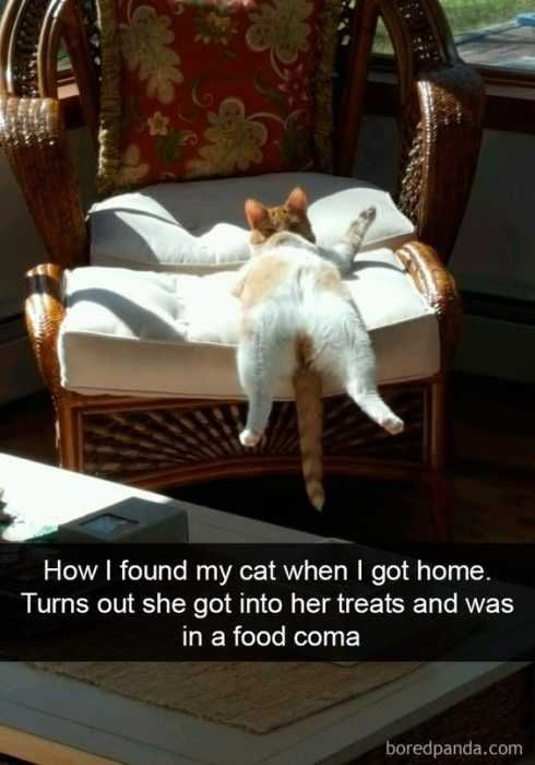 Cat Food Coma