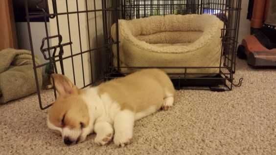 Dog Corgi Sleep
