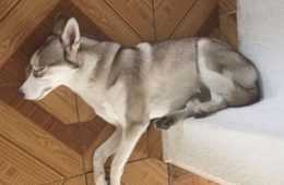 Dog Sleep Art