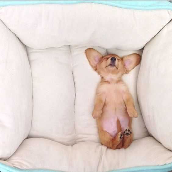 Dog Sleep Bundle