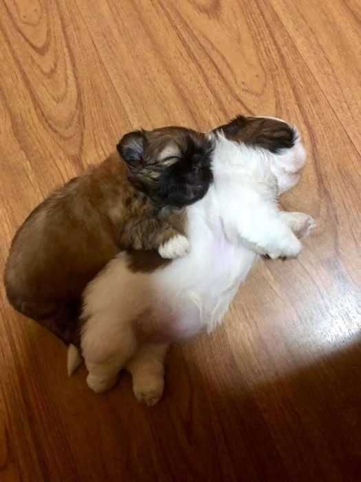 Dog Sleep Puppy
