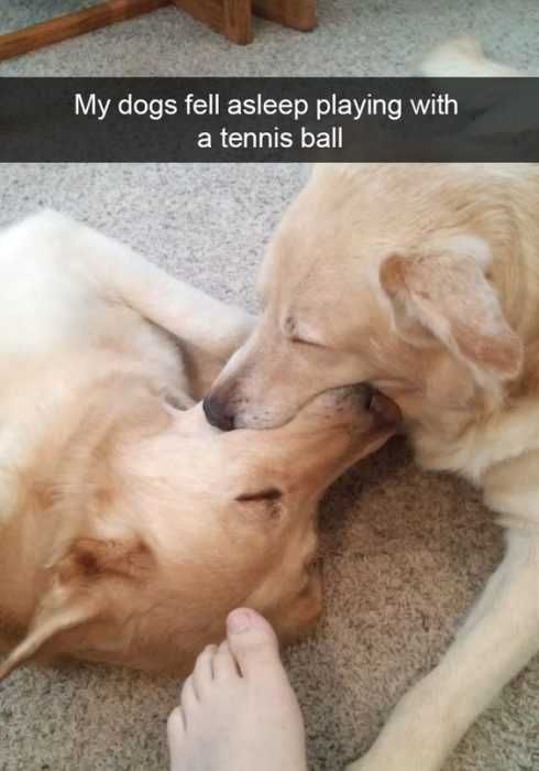 Dog Tennis Ball