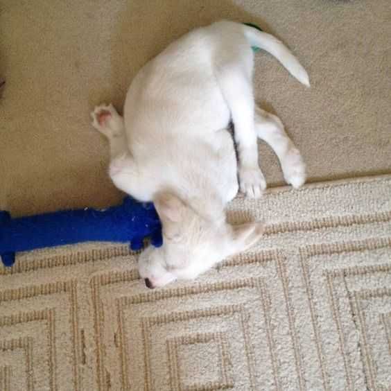 Dog White Lay