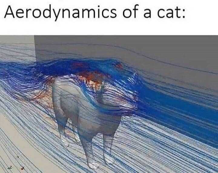 Funny Aero Cat
