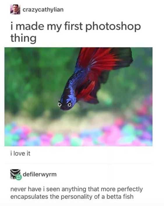Funny Angry Beta