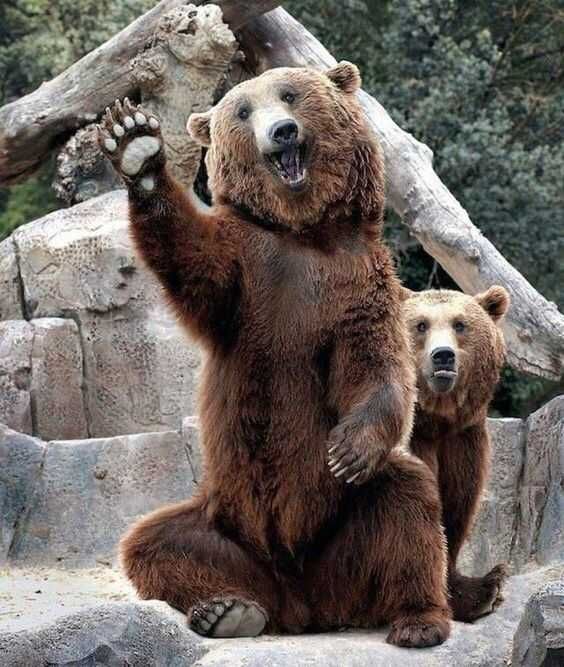 Funny Awesome Pics