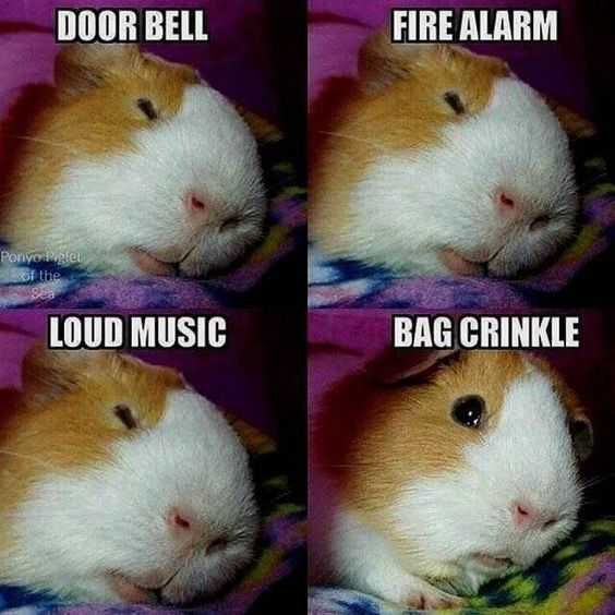Funny Bad Crinkle