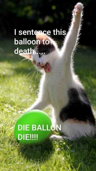 Funny Balloon Cat