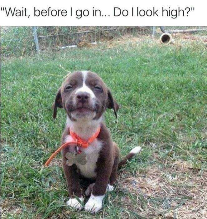 Funny Before I Go In