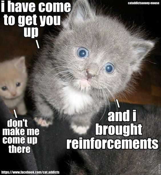 Funny Brought Reinforcements