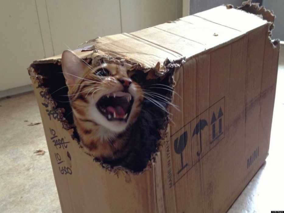 Funny Cat Box Growl