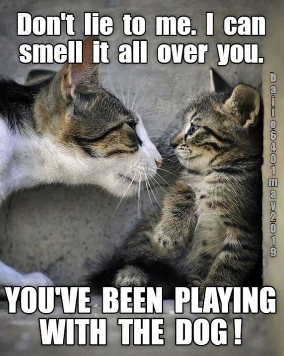Funny Cat Dog Smell