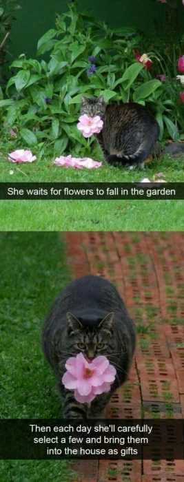 Funny Cat Flowers