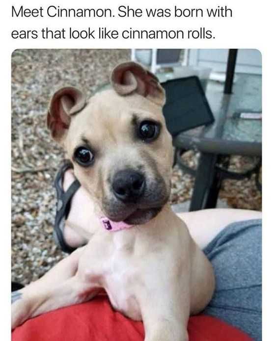 Funny Cinnamon Rolls