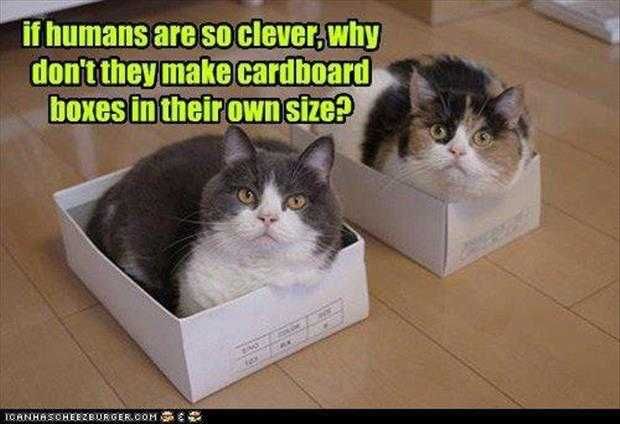 Funny Clever
