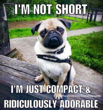 Funny Compact