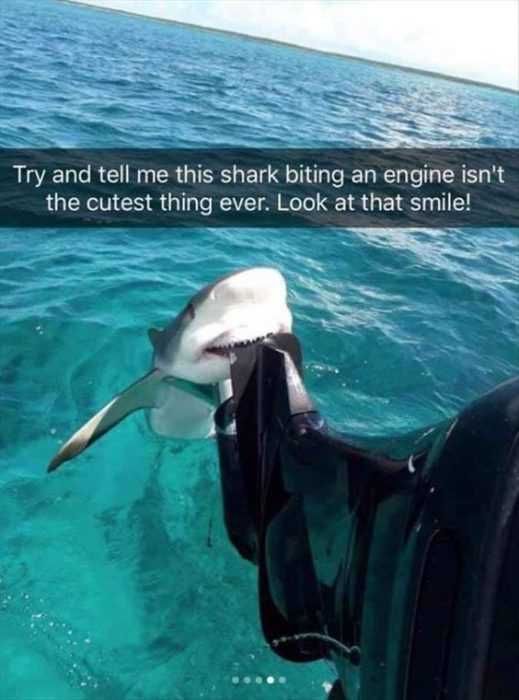 Funny Cutest Shark