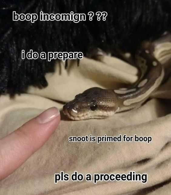 Funny Do Proceeding