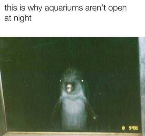 Funny Dolphin Night
