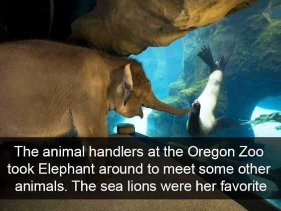 Funny Elephant Otter
