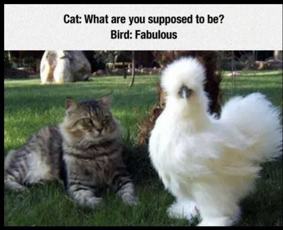 Funny Fab Bird