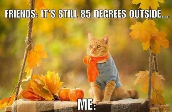 Funny Fall Cat