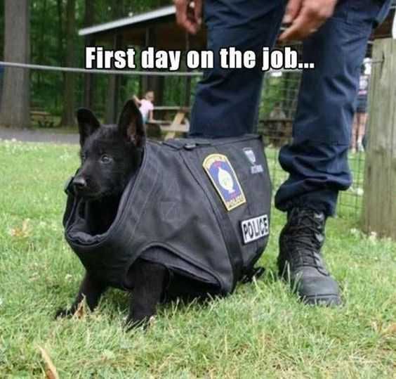 Funny First Job