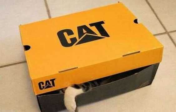 Funny Fort Cat