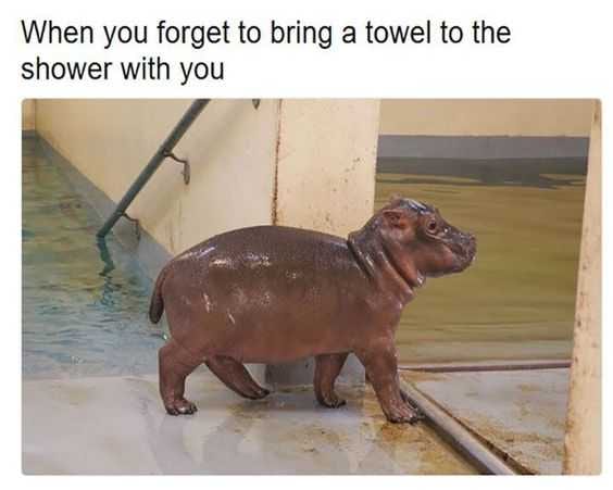 Funny Hippo Towel